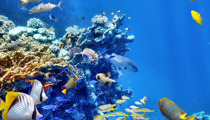 Hurghada Marine Museum and Aquarium