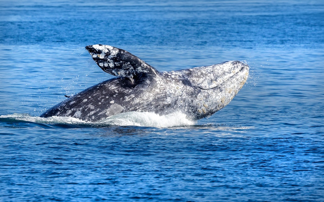 Gray whale breaching in Seattle waters during wildlife tour.