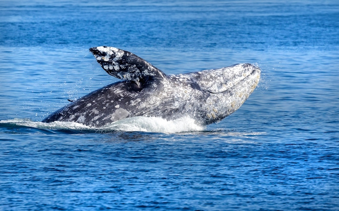 Gray whale breaching in Seattle waters during wildlife tour.