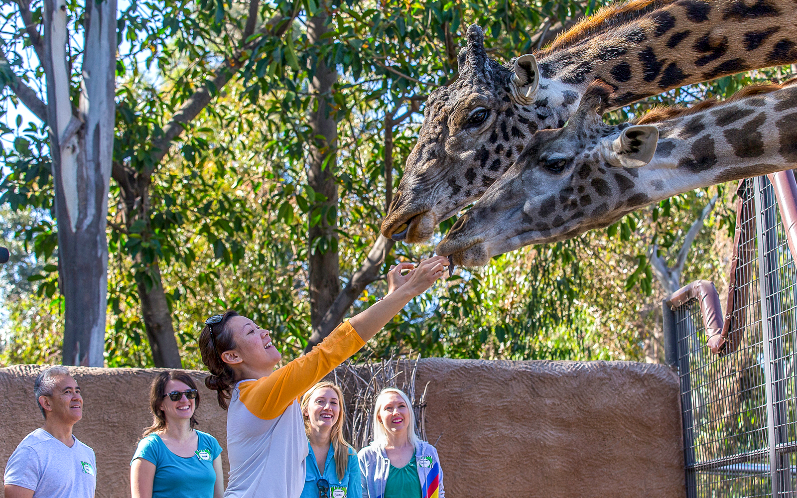 Tourists interacting with giraffe inside San Diego Zoo