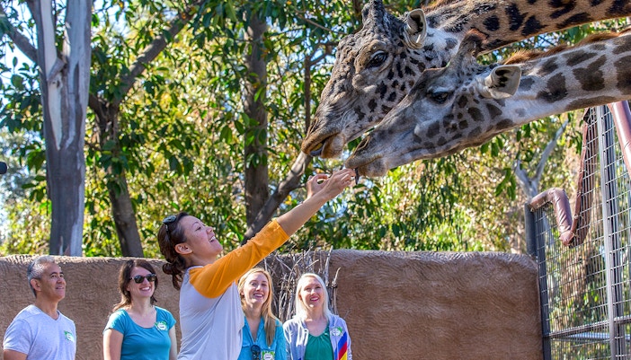 Tourists interacting with giraffe inside San Diego Zoo