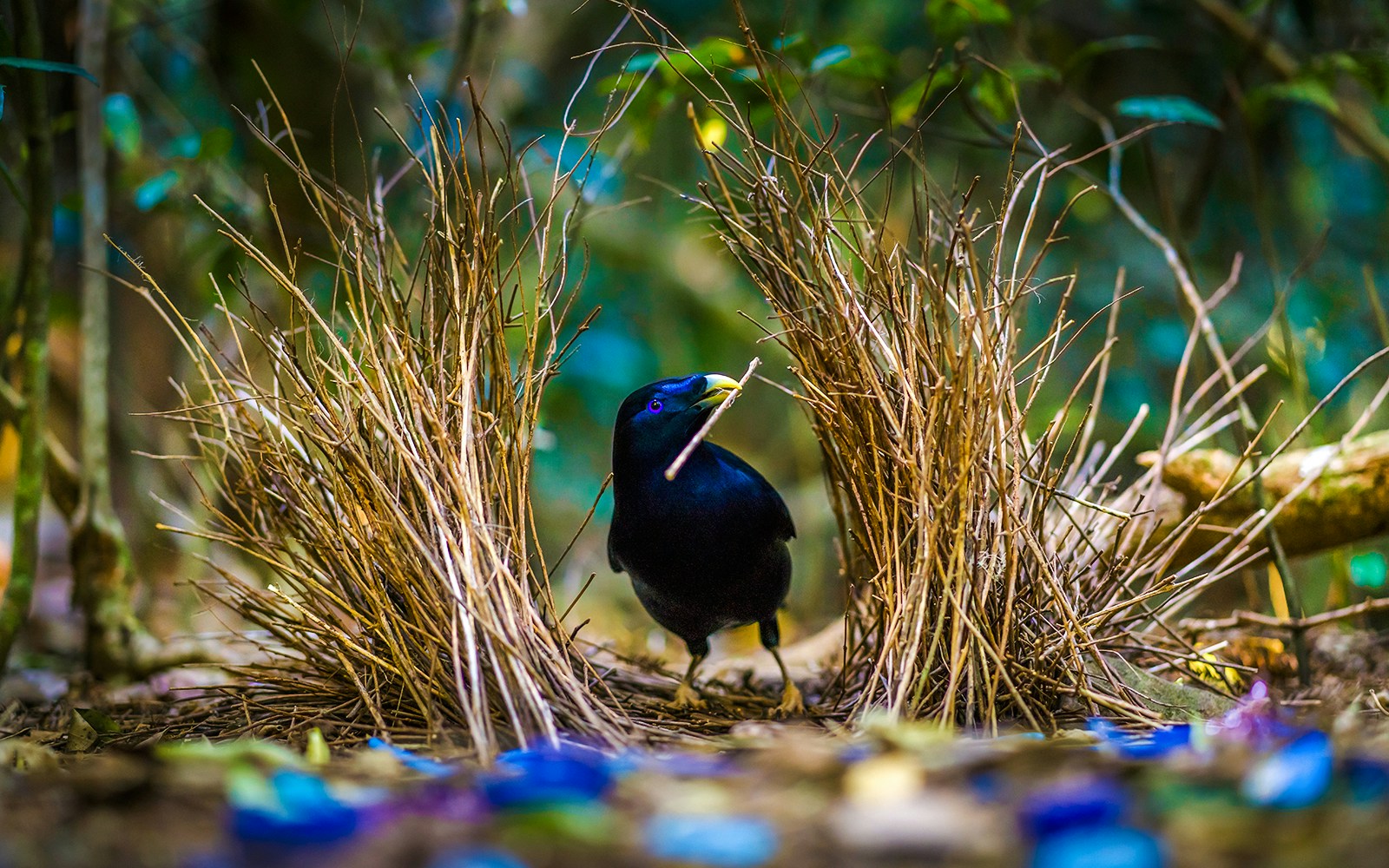 Satin bowerbird building a bower with twigs in a forest setting.