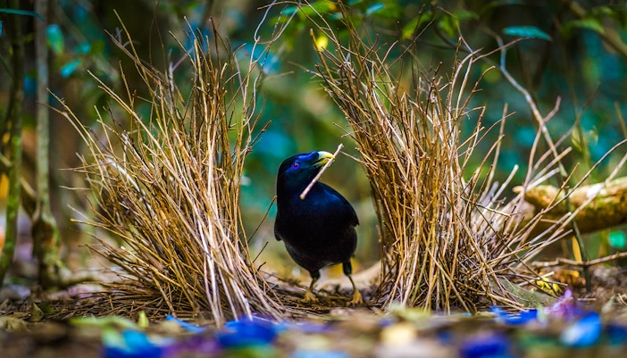Satin bowerbird building a bower with twigs in a forest setting.