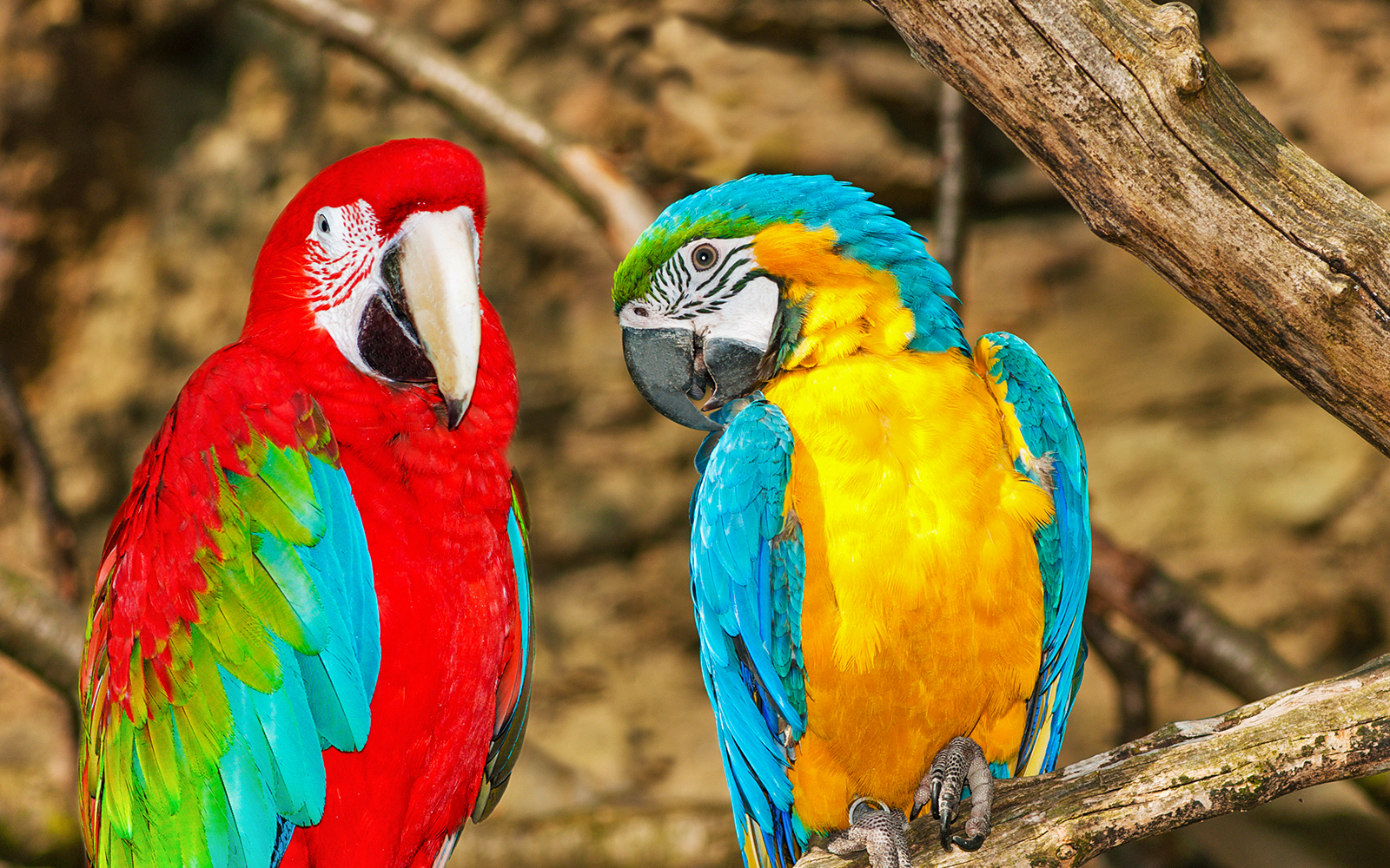 Colorful parrots perched on a branch at Prague Zoo.