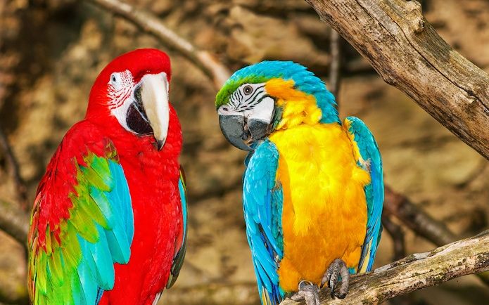 Colorful parrots perched on a branch at Prague Zoo.