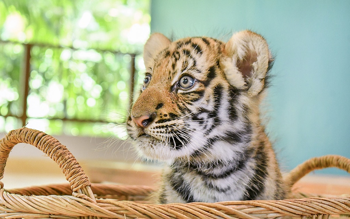 Tiger cub in a basket at Tiger Park, available with interaction tickets.