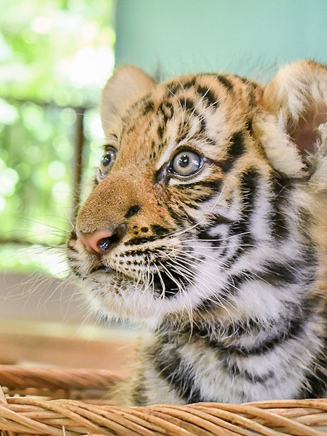 Tiger cub in a basket at Tiger Park, available with interaction tickets.