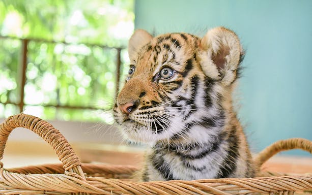 Tiger cub in a basket at Tiger Park, available with interaction tickets.