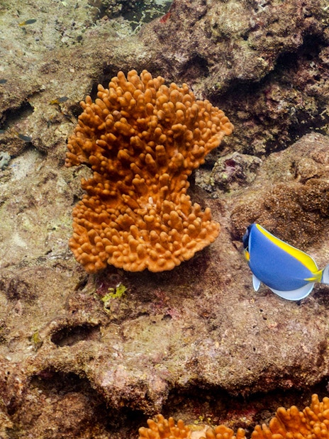 Powder blue tang fish near coral during Phi Phi Island snorkeling tour.