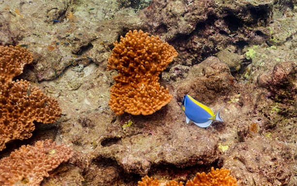 Powder blue tang fish near coral during Phi Phi Island snorkeling tour.