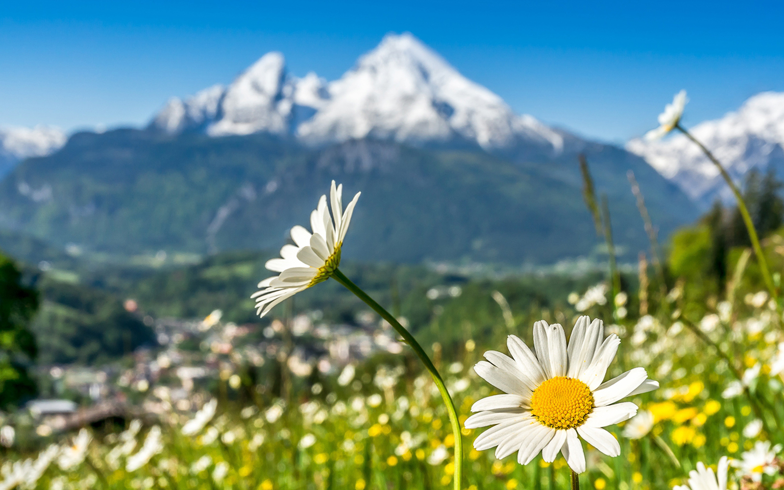 Mount titlis blooming season