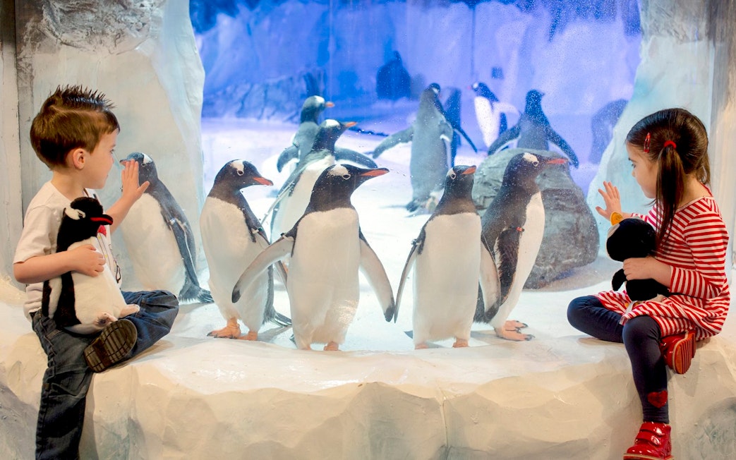 Children observing penguins at SEA LIFE Birmingham penguin colony.