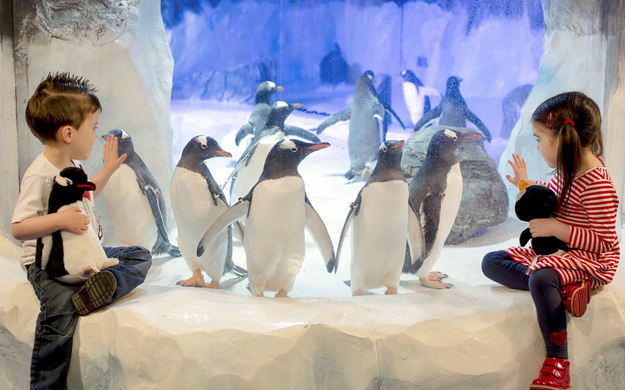 Children observing penguins at SEA LIFE Birmingham penguin colony.