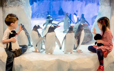 Children observing penguins at SEA LIFE Birmingham penguin colony.