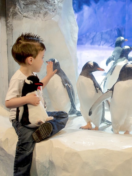 Children observing penguins at SEA LIFE Birmingham penguin colony.