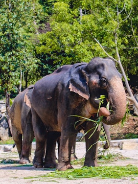 Elephants eating grass at Ao Nang Elephant Sanctuary, Thailand.