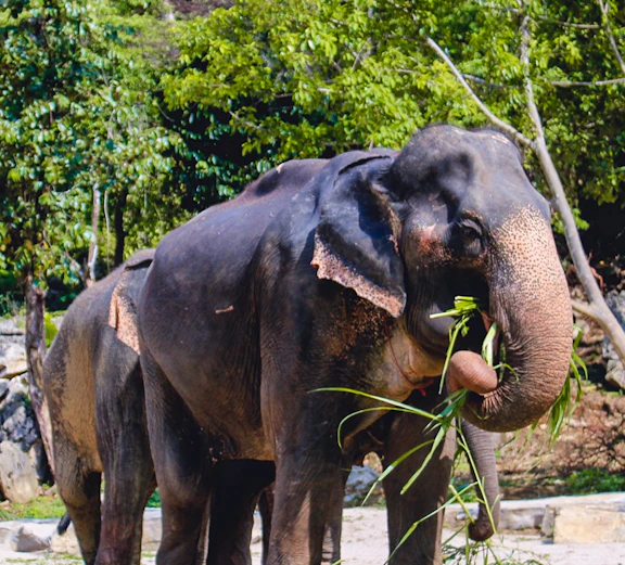 Elephants eating grass at Ao Nang Elephant Sanctuary, Thailand.