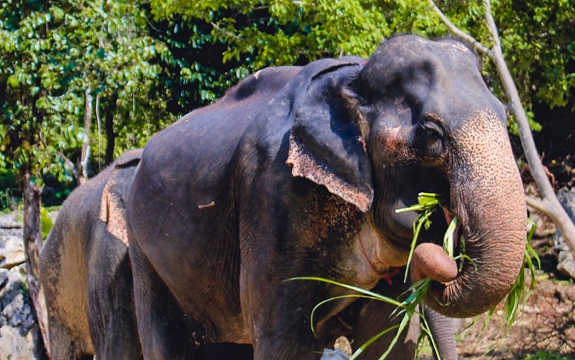 Elephants eating grass at Ao Nang Elephant Sanctuary, Thailand.