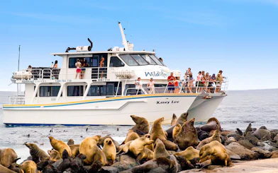 Tourists on a boat watching seals on rocks during a cruise at Phillip Island.
