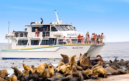 Seal Watching Afternoon Cruise at Phillip Island
