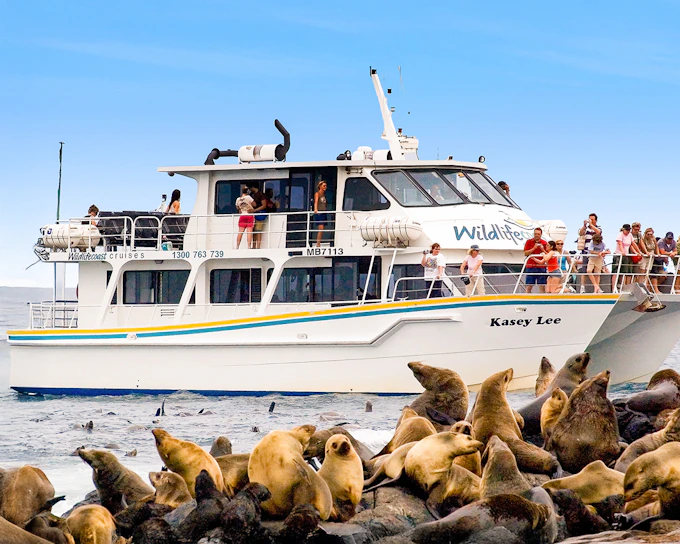 Seal Watching Afternoon Cruise at Phillip Island