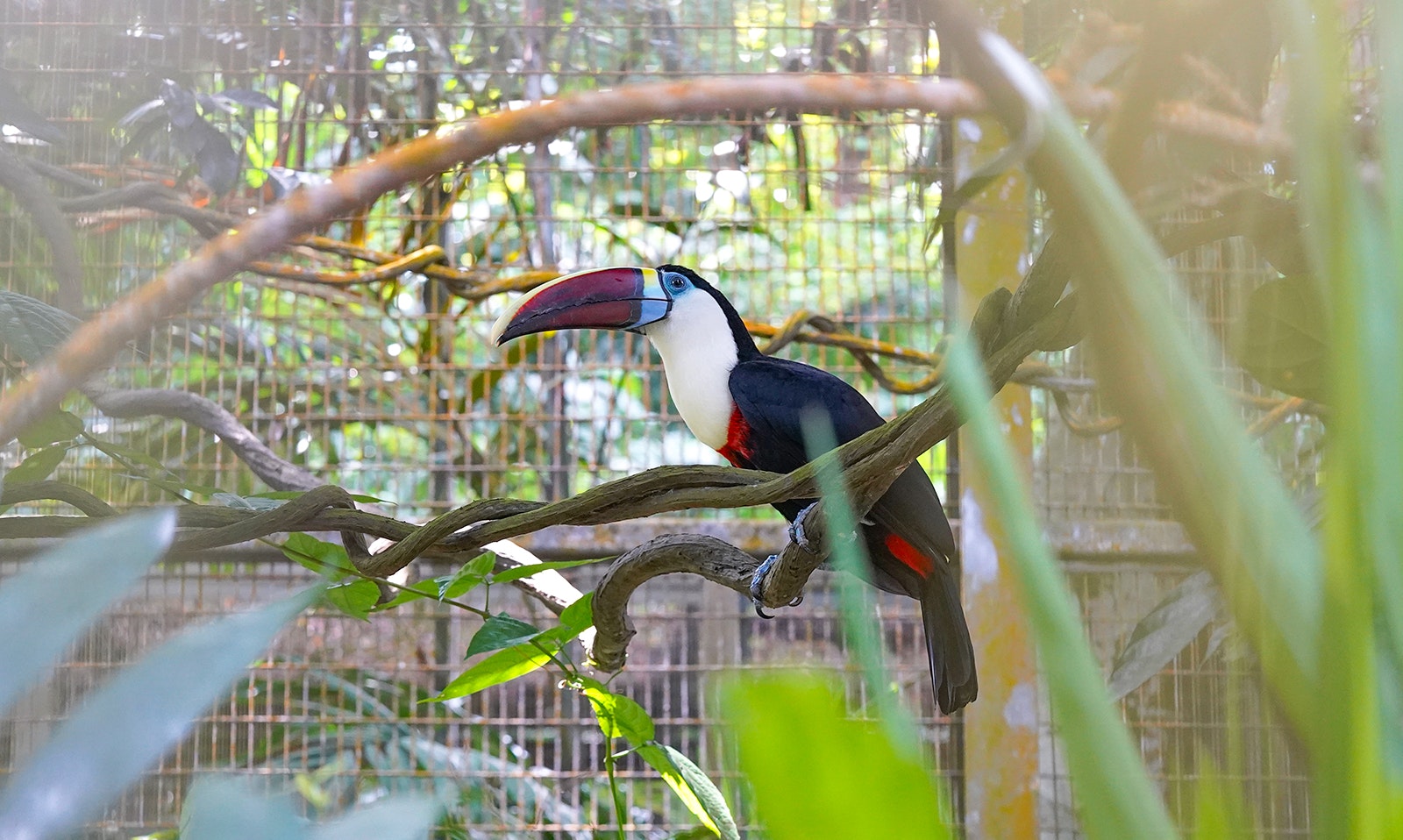 The Red-billed Toucan at a zoo