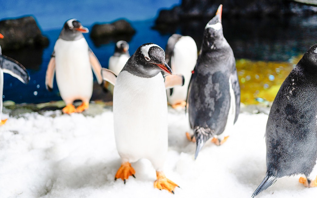 Gentoo penguins on snow at SEA LIFE Melbourne.