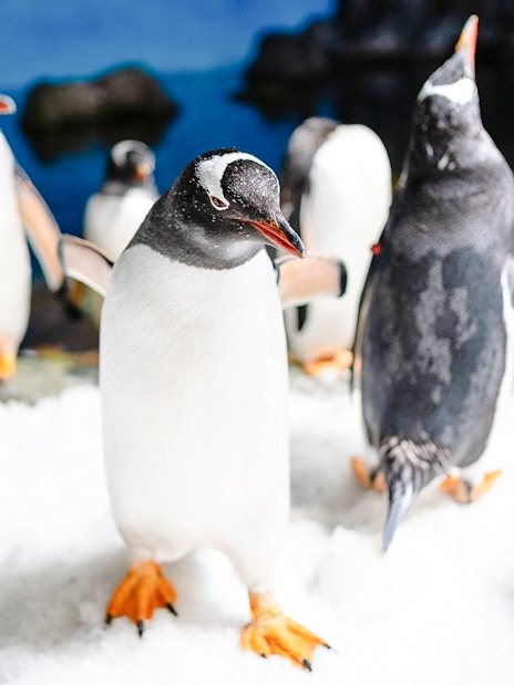 Gentoo penguins on snow at SEA LIFE Melbourne.