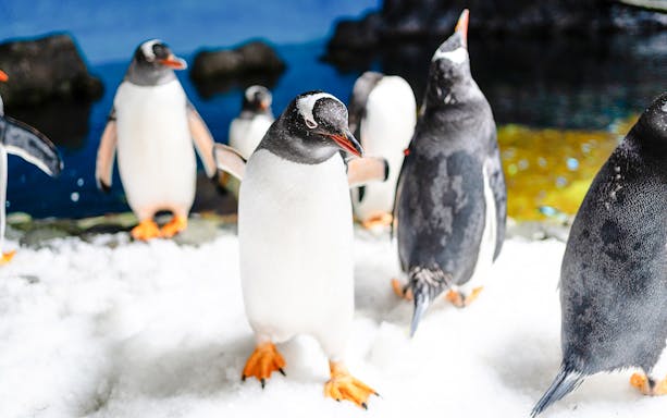 Gentoo penguins on snow at SEA LIFE Melbourne.