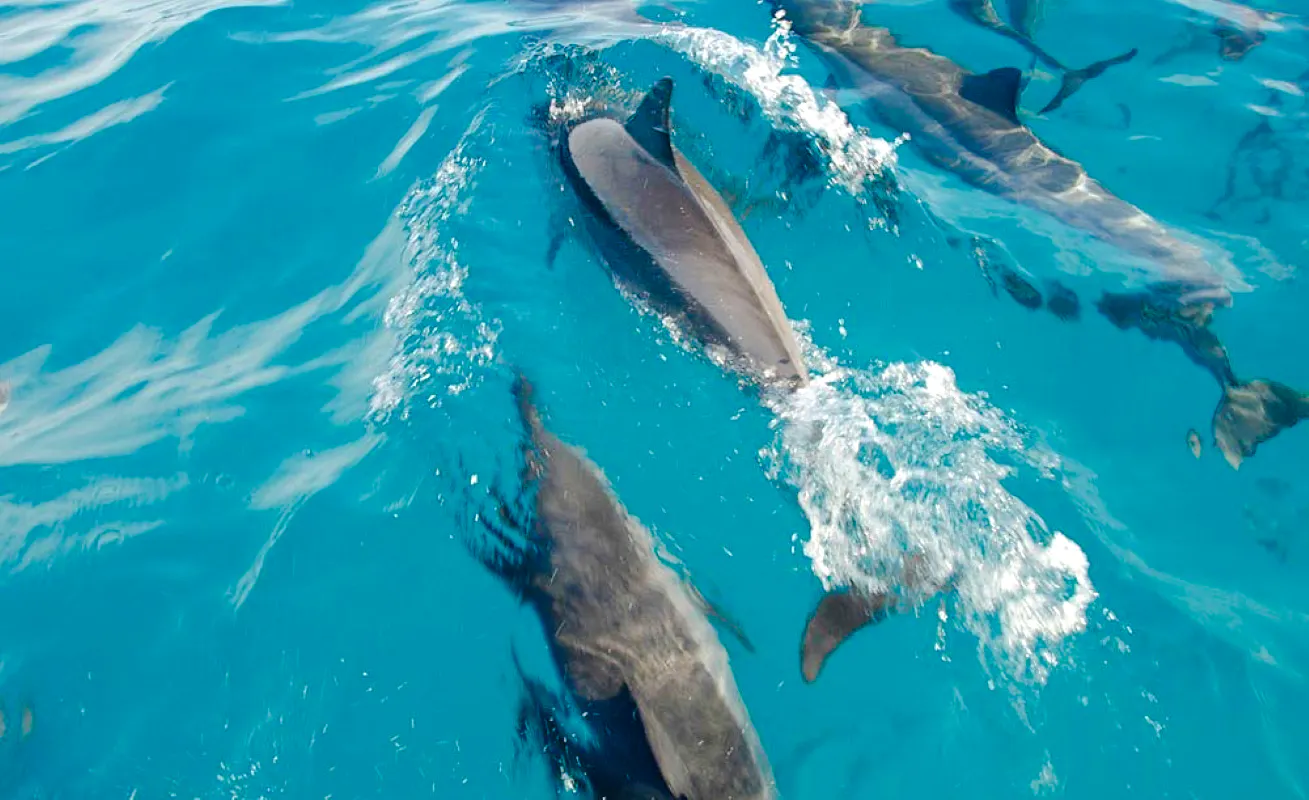 Mauritius Dolphin Watching by Speedboat & South-West Tour with Lunch and Hotel Transfers