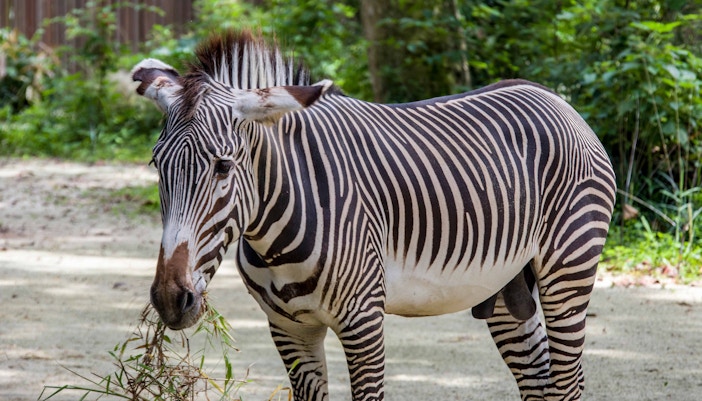 zebras at taronga zoo, sydney