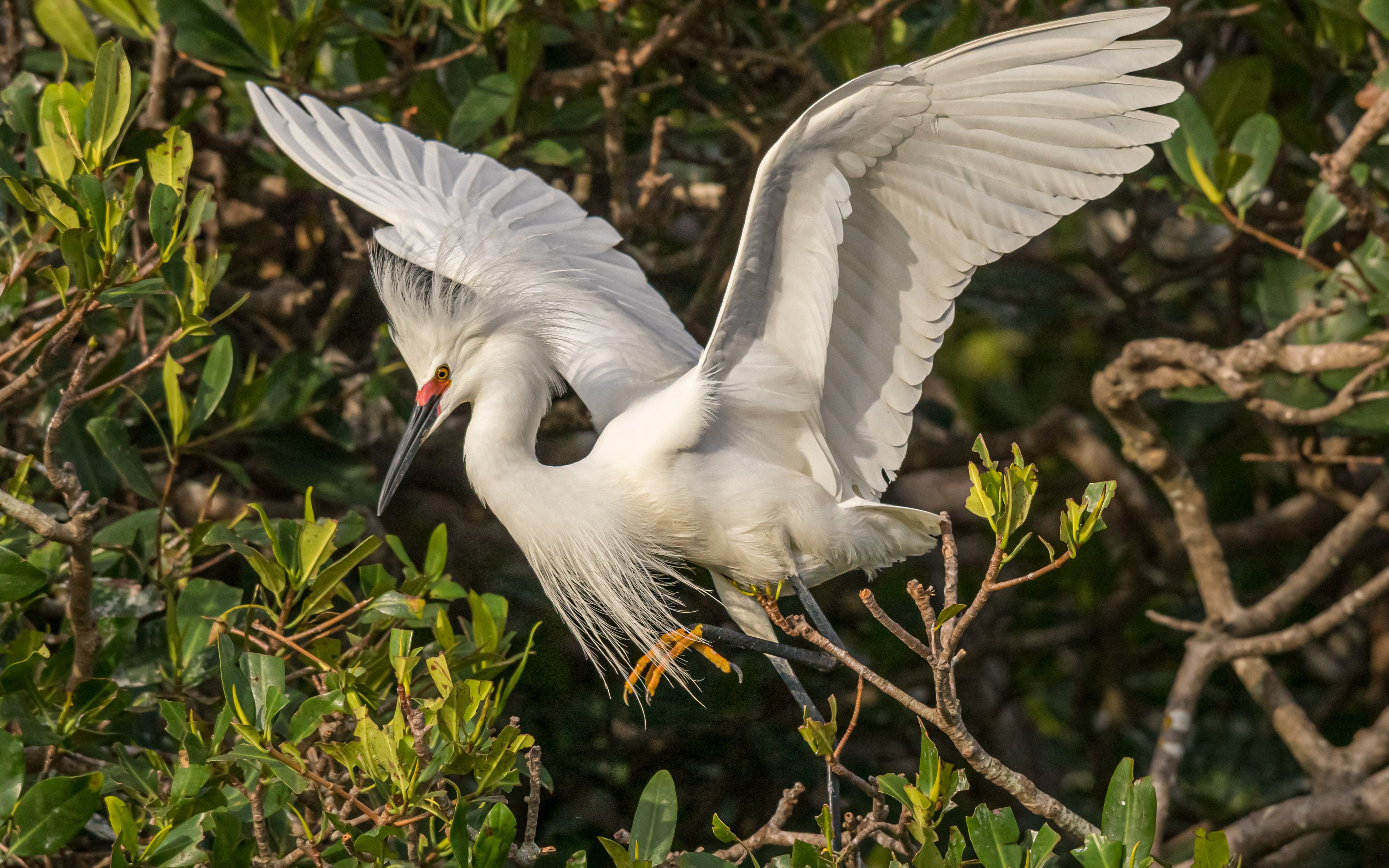 Snowy egret perched in Everglades mangrove.