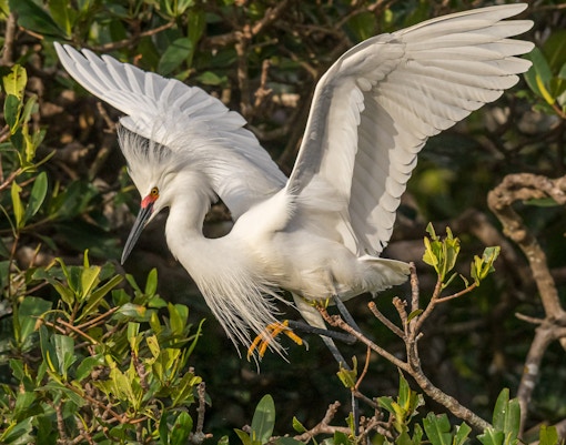 Snowy egret perched in Everglades mangrove.