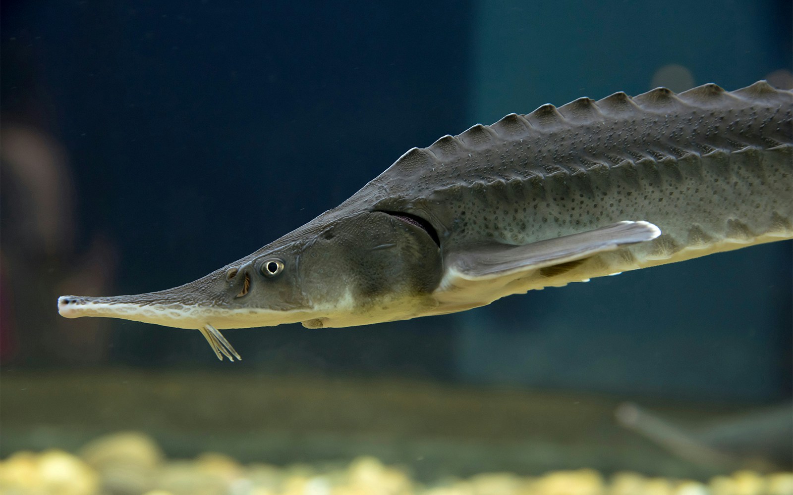 Habitat: Black Sea