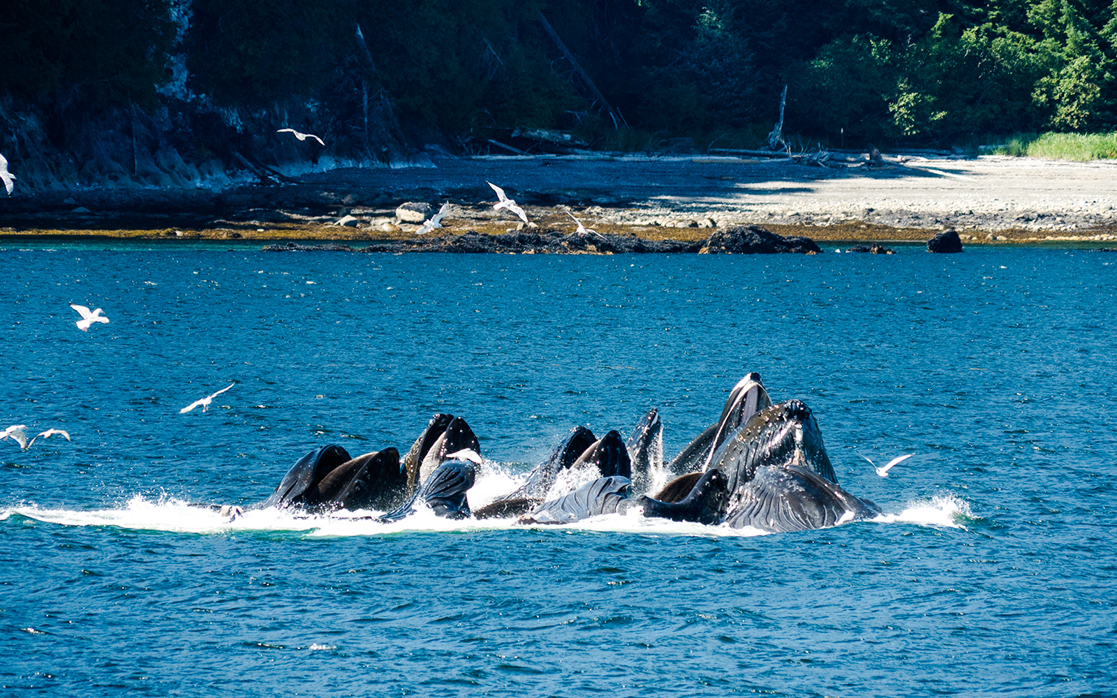 Whales feeding near the shore with seagulls flying above in Juneau.