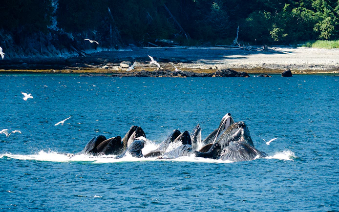 Whales feeding near the shore with seagulls flying above in Juneau.