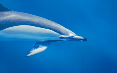 Dolphin swimming in clear Lanzarote waters.