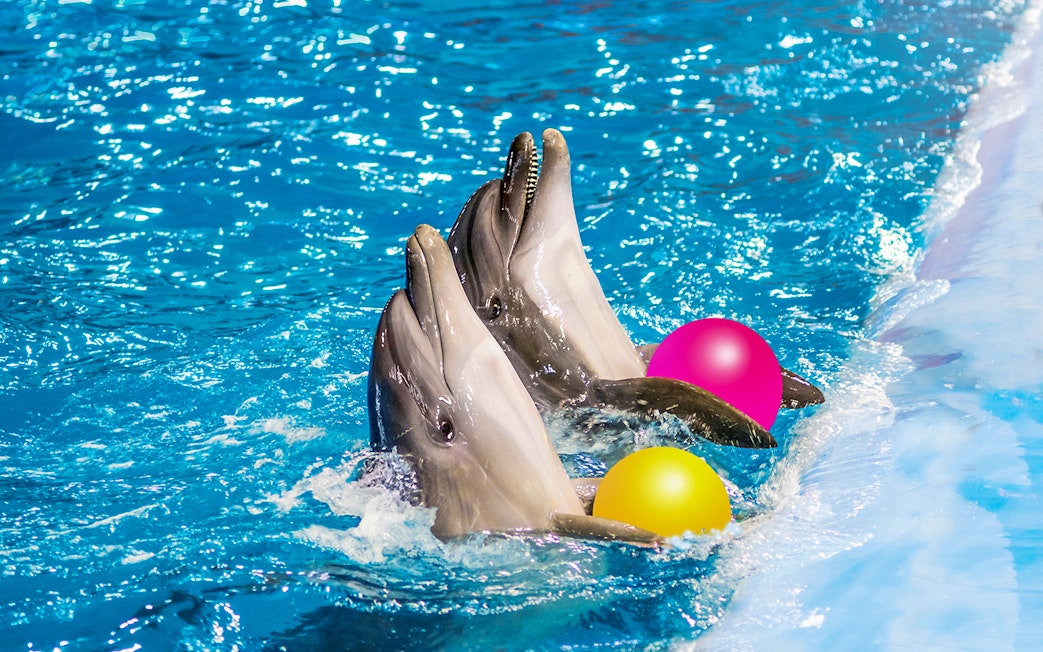 Dolphins playing with colorful balls at Dolphinarium in Pattaya.