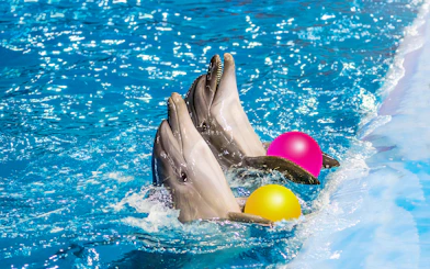 Dolphins playing with colorful balls at Dolphinarium in Pattaya.