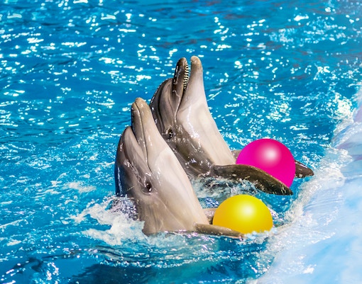 seaworld abu dhabi tickets