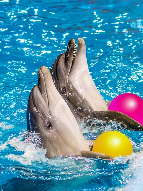 Dolphins playing with colorful balls at Dolphinarium in Pattaya.