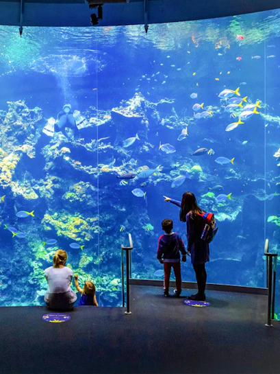 Visitors observing colorful coral reefs at the California Academy of Sciences aquarium.