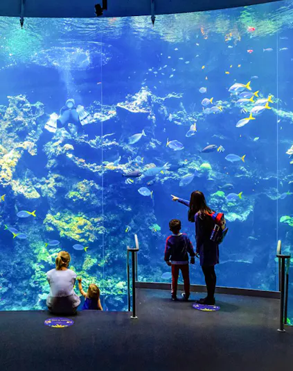 Visitors observing colorful coral reefs at the California Academy of Sciences aquarium.