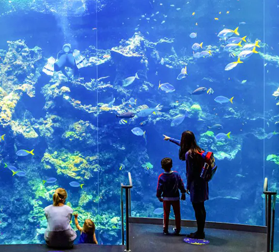 Visitors observing colorful coral reefs at the California Academy of Sciences aquarium.
