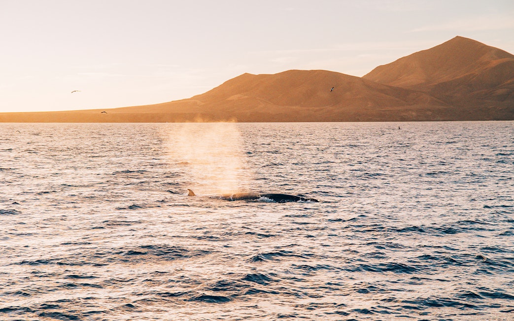 Dolphin surfacing near boat at sunset with Lanzarote mountains in background.