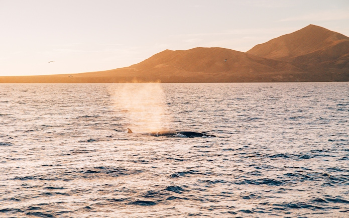 Dolphin surfacing near boat at sunset with Lanzarote mountains in background.
