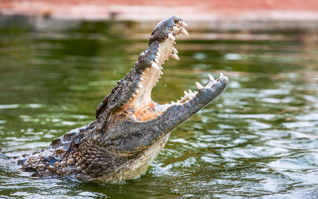 Nile crocodile with open mouth in water.
