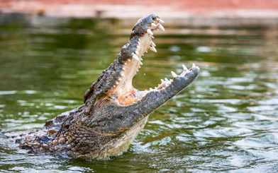 Nile crocodile with open mouth in water.