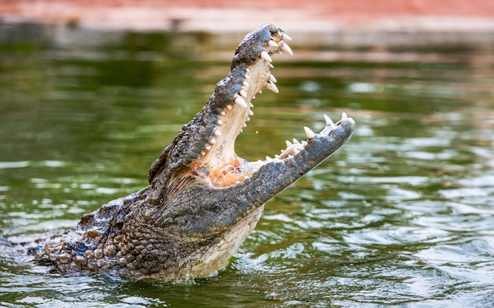 Nile crocodile with open mouth in water.