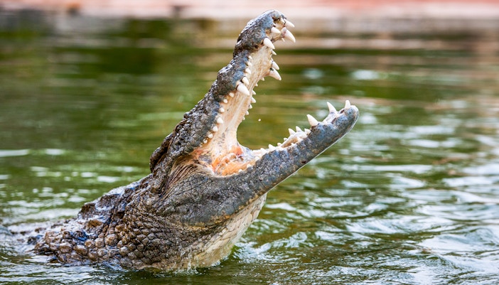 Crocodile Feeding